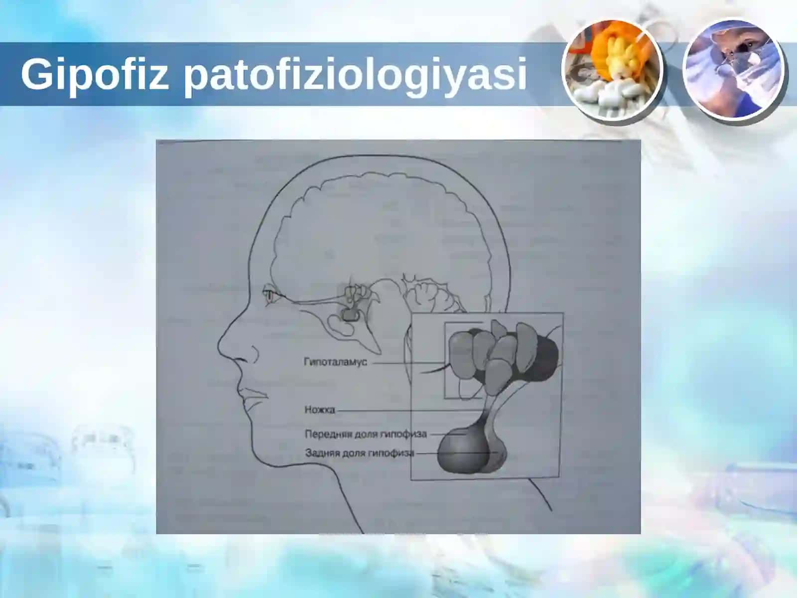 Gipofizpatofiziologiyasi 2