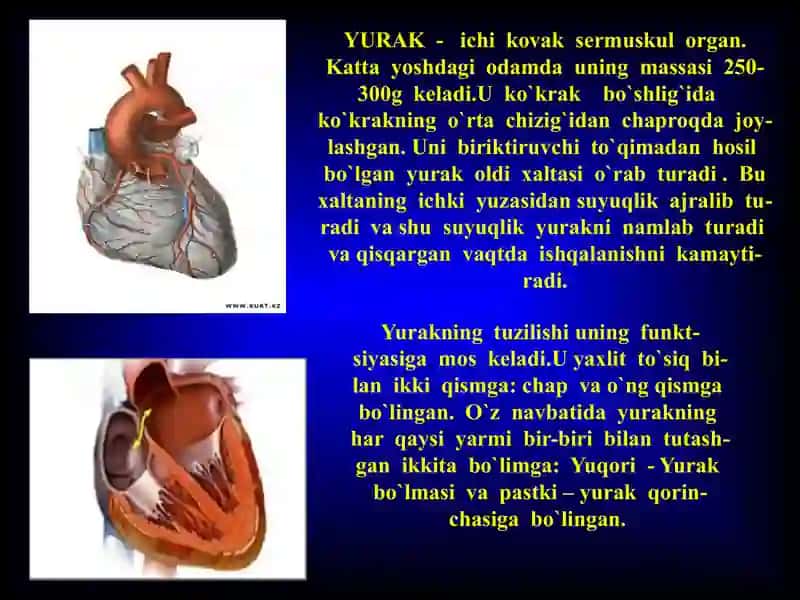 YURAK 2