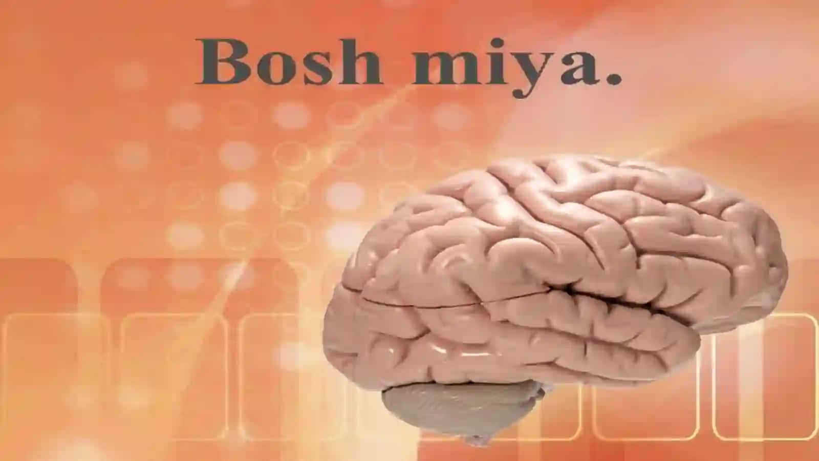 Nerv tizimi. Bosh miya. Miya stvoli va miyacha 2