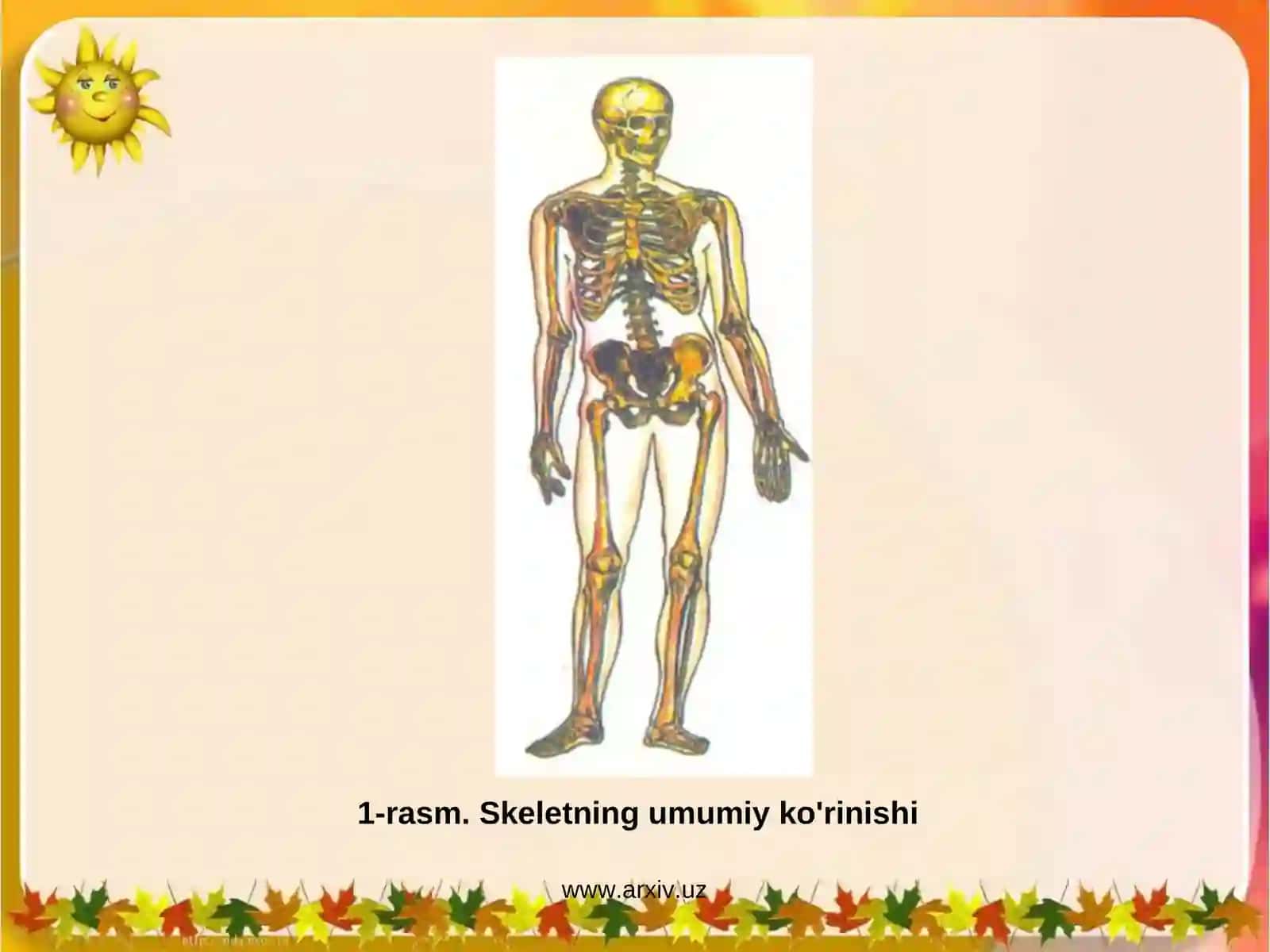 Skeletning tuzulishi 2