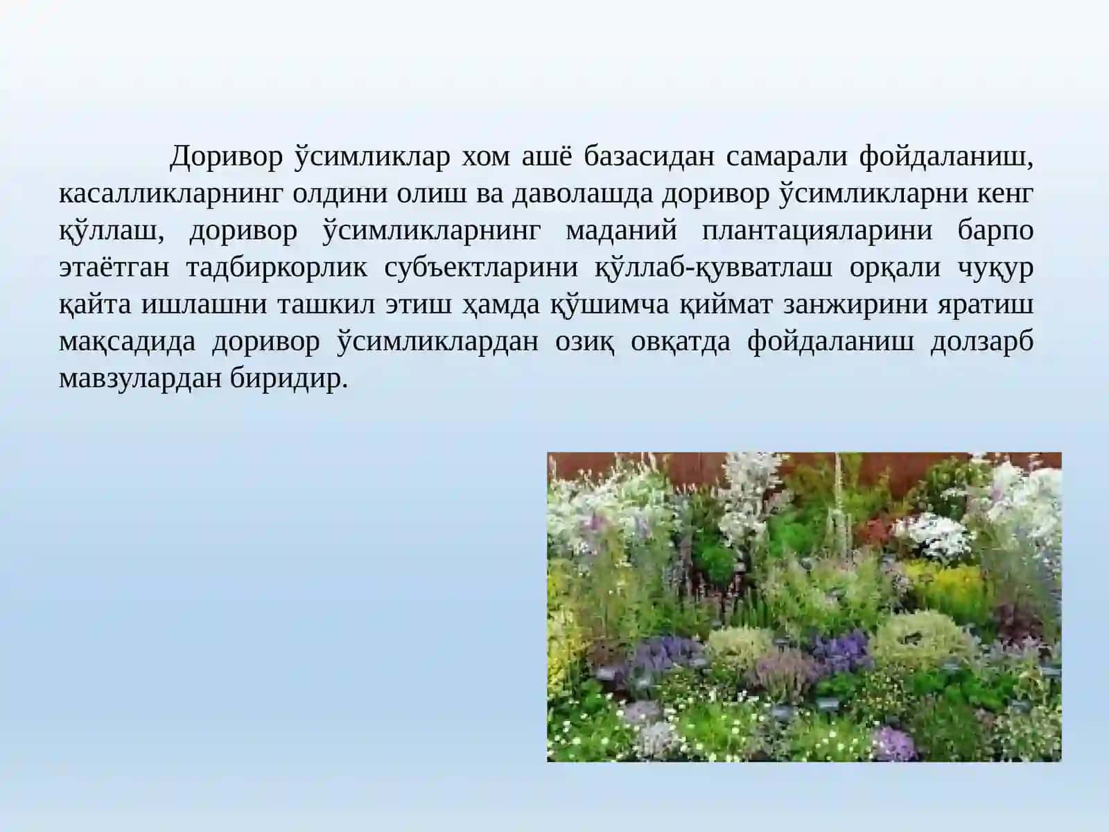 Озиқ – овқатда қўлланиладиган доривор ўсимликлар 2