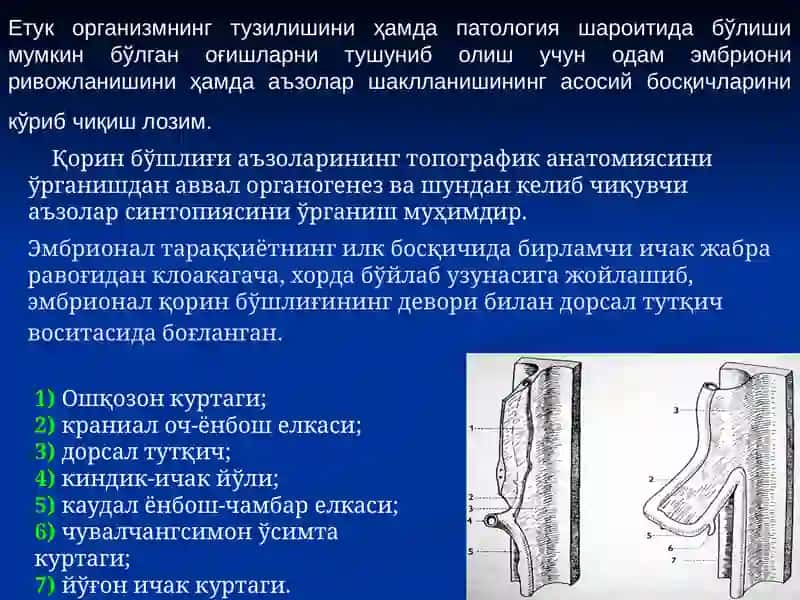 Қорин бўшлиғининг жарроҳлик анатомияси Лапаротомиялар. 2