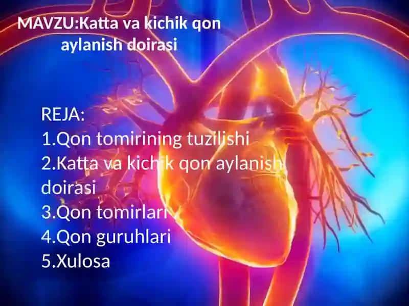Katta va kichik qon aylanish doirasi 2