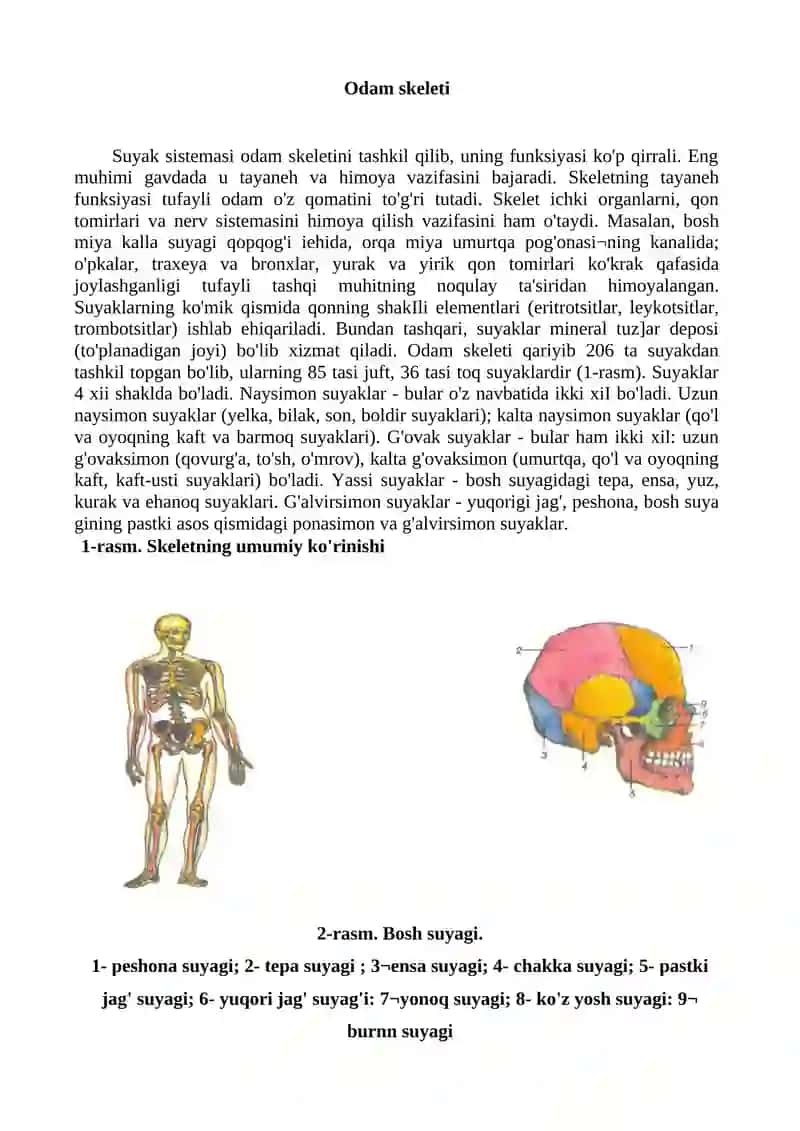 Odamlar skeletining tuzilishi 2