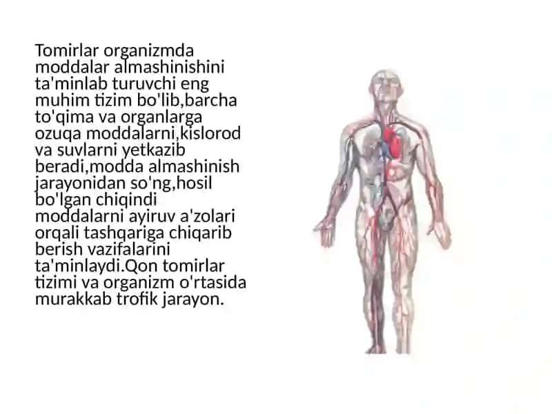 Tomirlar sistemasi haqida ta'lim 2