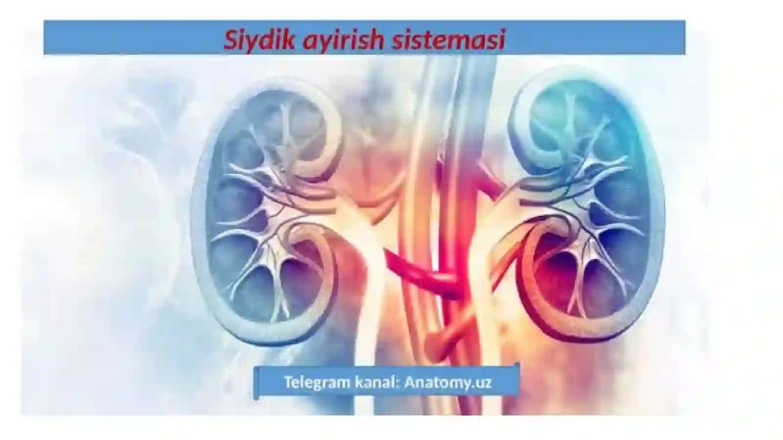 Mavzu: siydik ayirish azolaring kassaliklari 2