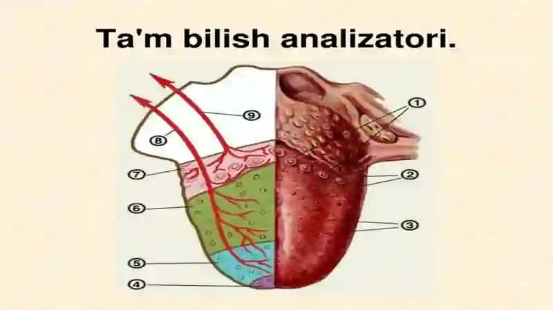 ta'm bilish a'zosi 2