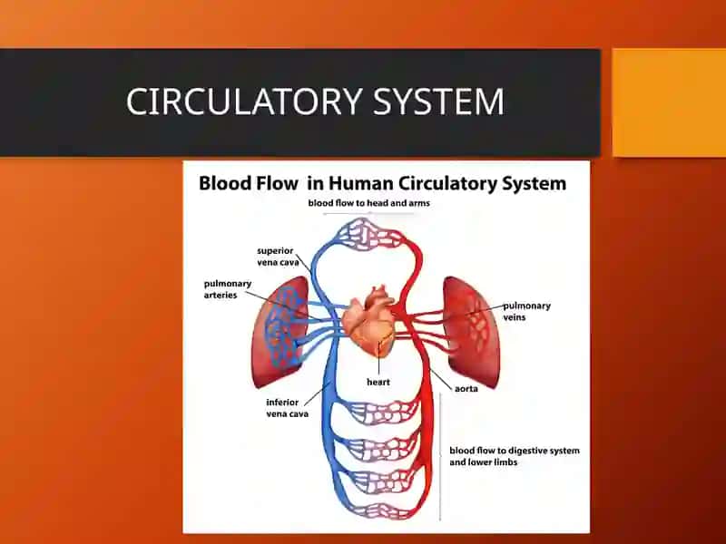 Circulatory System 2