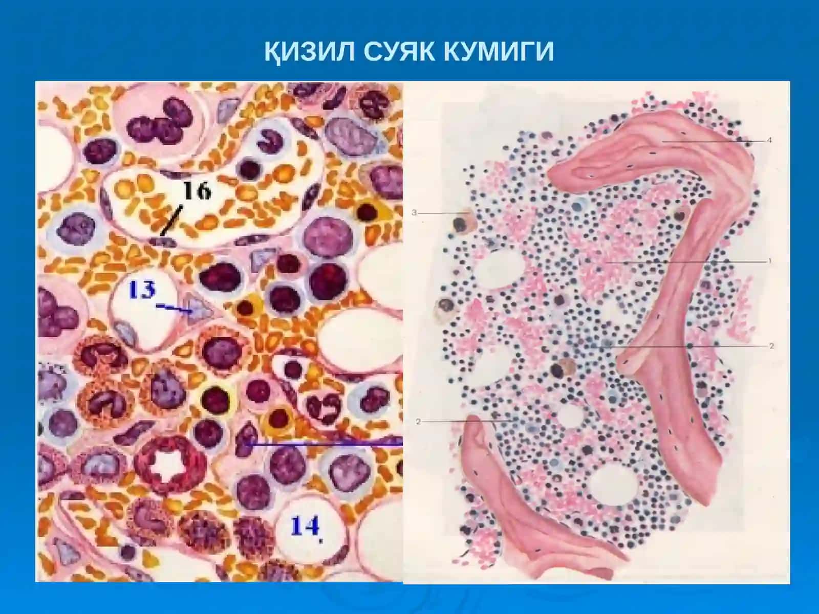 «Қон яратувчи ва иммун-химоя аъзолари» 2