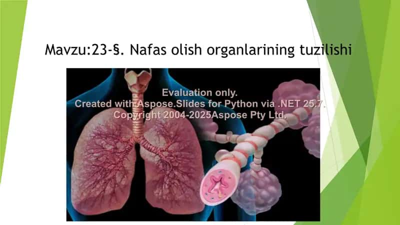 Nafas olish organlarining tuzilishi 2