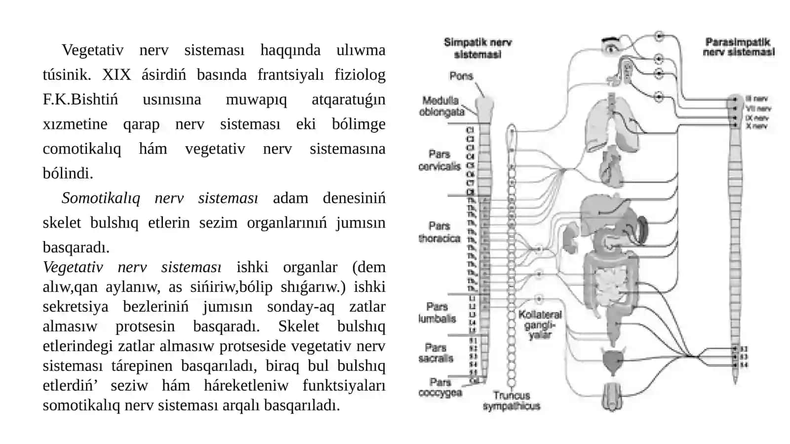 Vegetativ nerv sisteması. Seziw aǵzalar 2