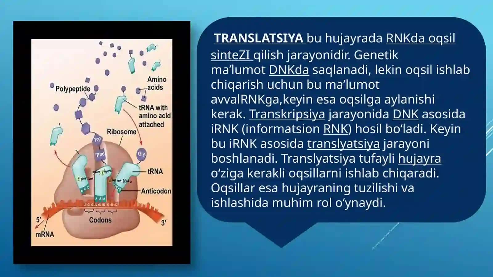 translatsiya va translatsiya jarayoni 2