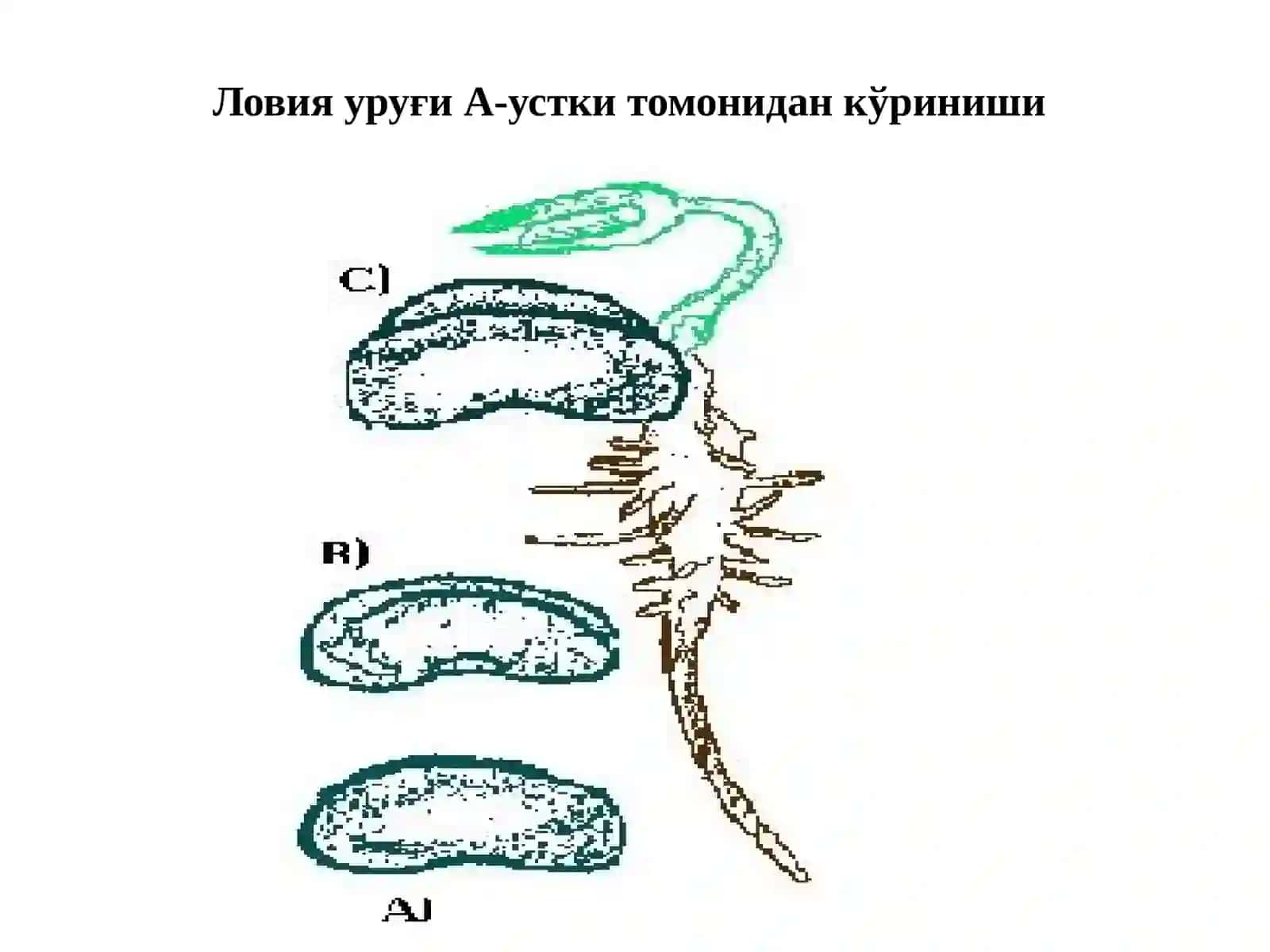 Фитогормонлар 2