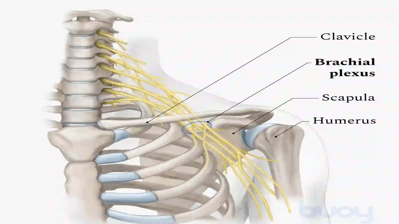 Yelka chigali(plexus brachialis) 2