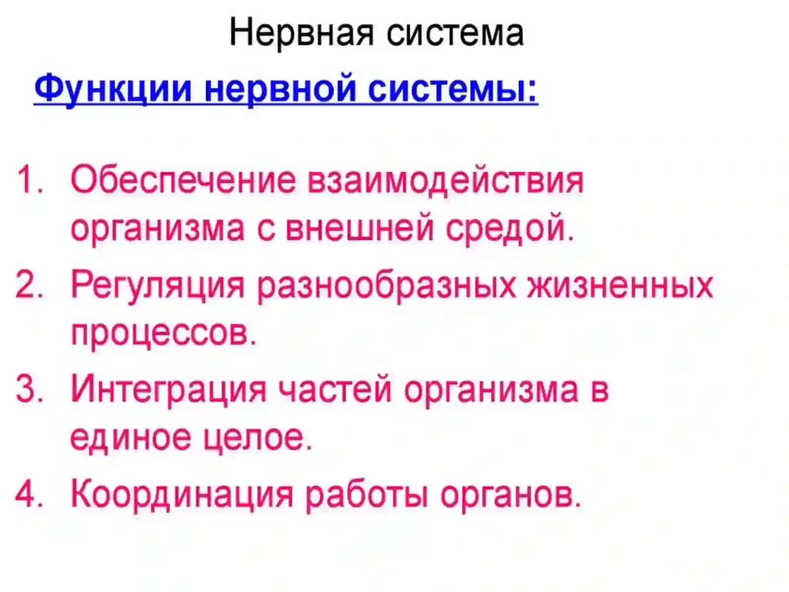НЕРВНАЯ СИСТЕМА 2