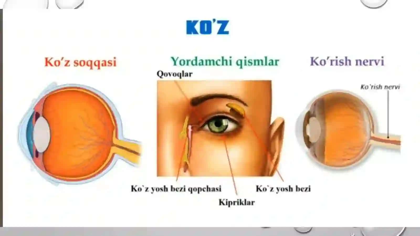 KO’Z OLMASINING TUZILISHI 2