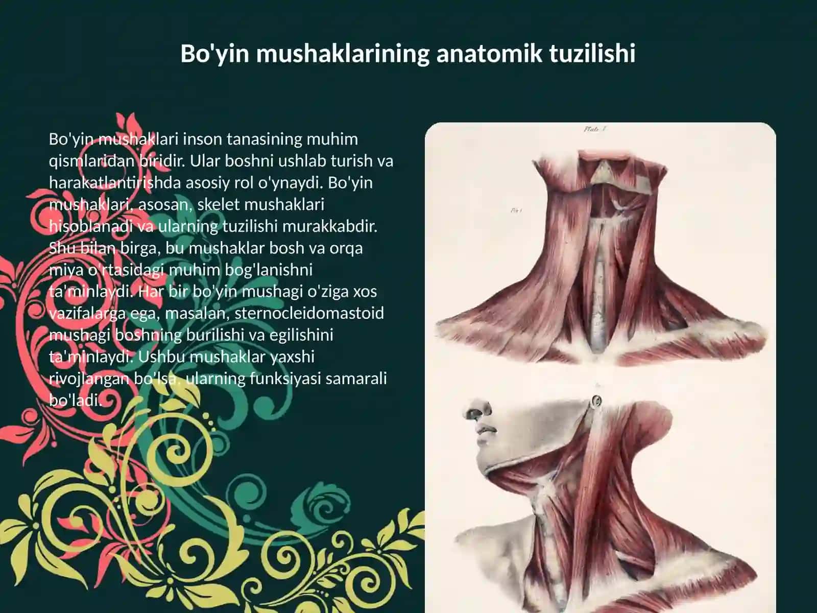 Bo'yin mushaklari anatomik tuzilishi 2