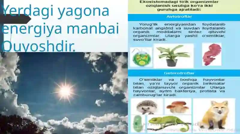 EKOSISTEMALARDA ENERGIYA OQIMI 2