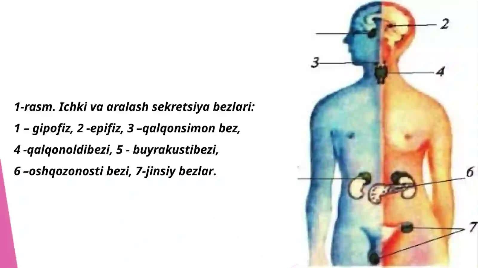 Sekret bezlariga to‘g‘risida tushuncha 2