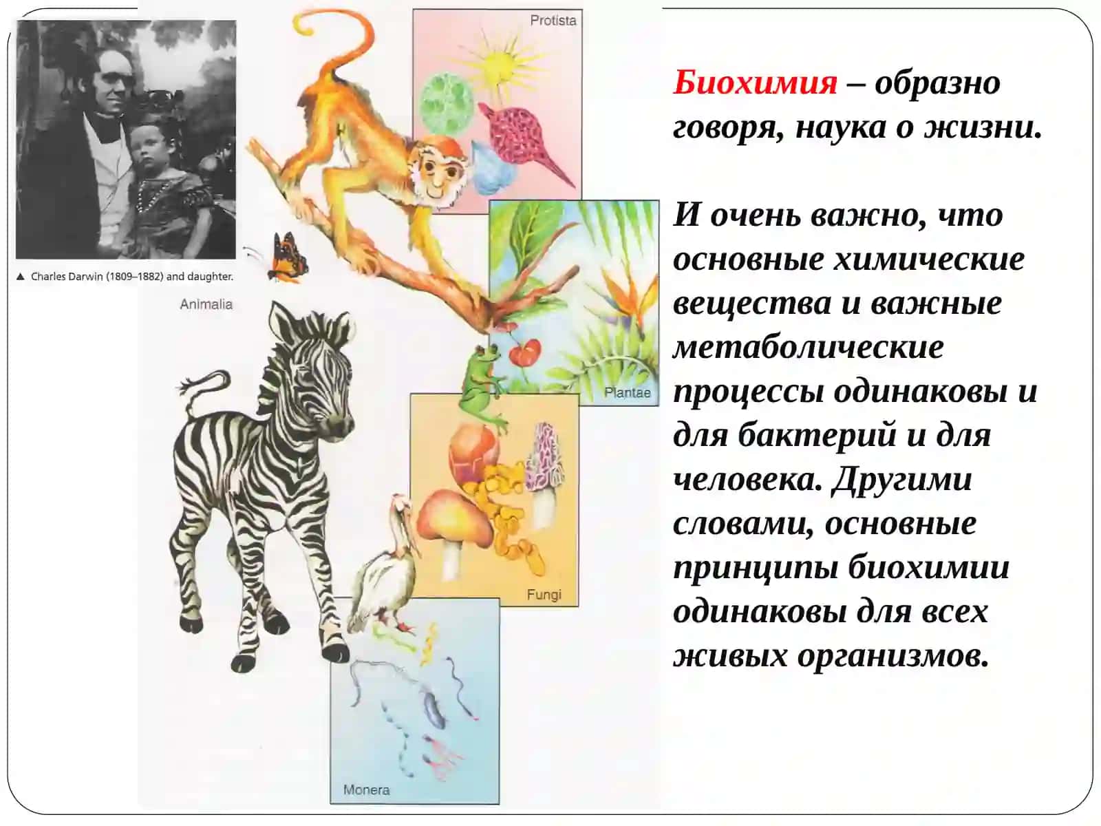 Биохимия как наука 2