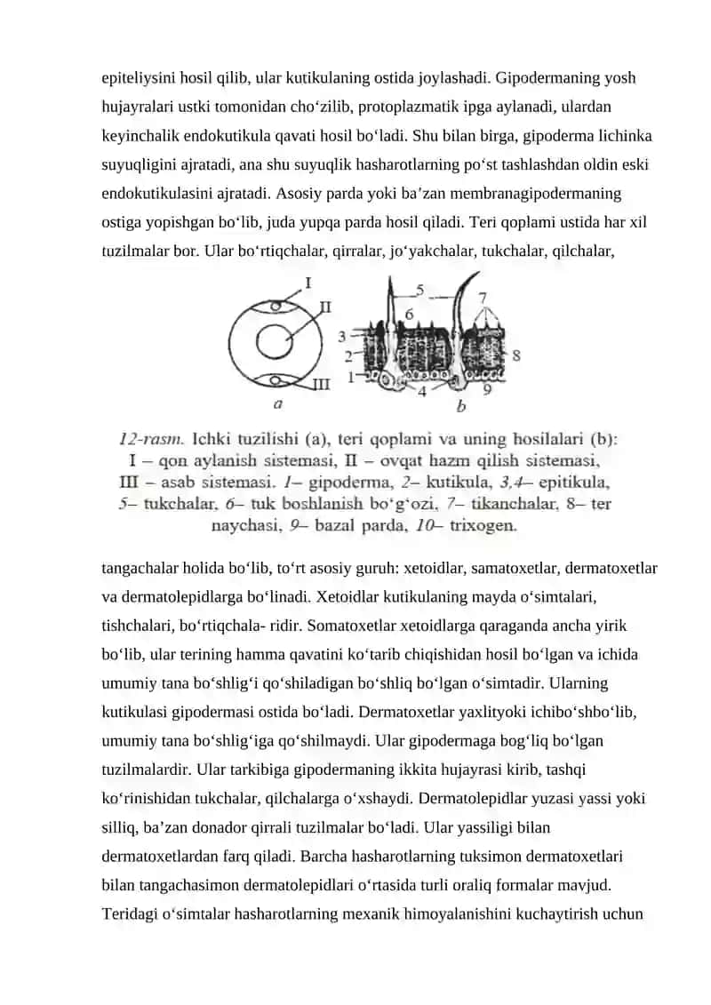 Hasharotlarning ovqat hazm qilish sistemasining tuzilishi. 2
