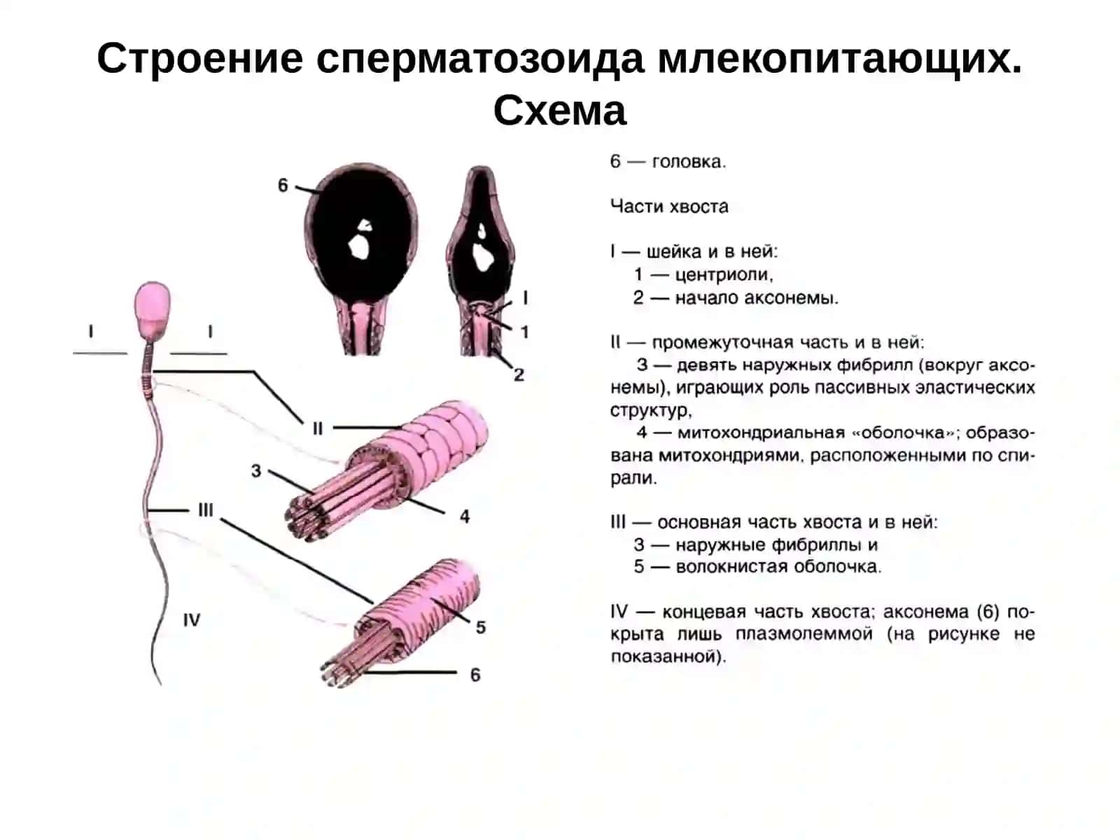 Онтогенез 2