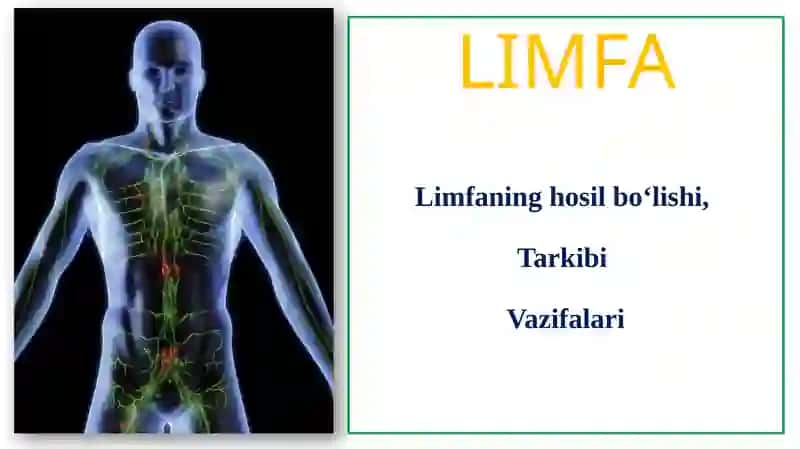 Limfa gistalogiyasi 2
