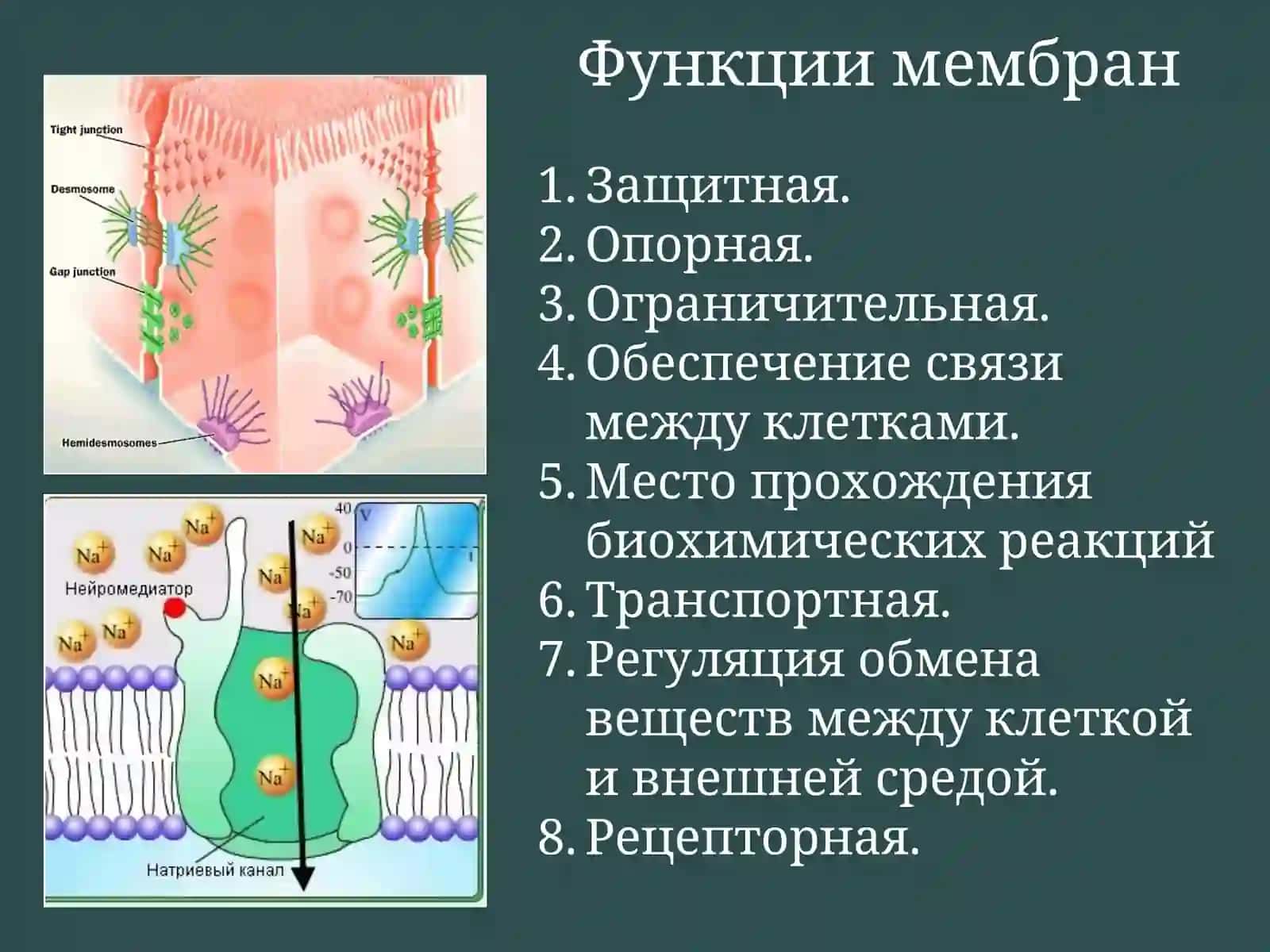 Транспорт веществ через мембраны 2