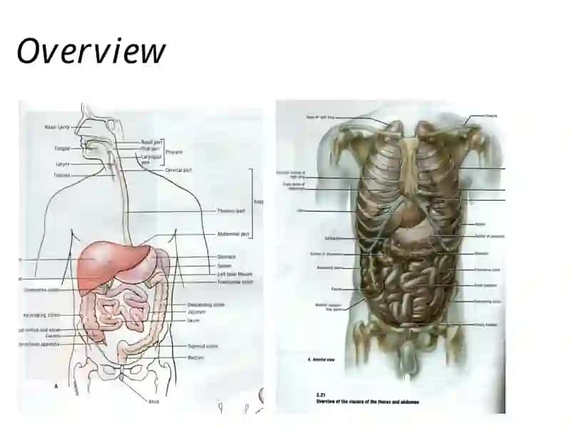 The Abdomen 2