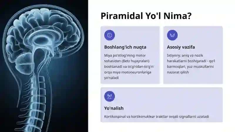Piramidal va Ekstrapiramidal Yo'llar 2