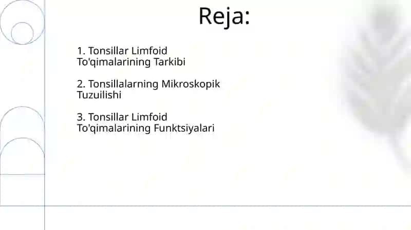 Xazm nayining limfoid tuzilmalari 2