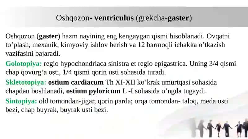 Oshqozon, ingichka va yo’g’on ichak anatomiyasi. 2