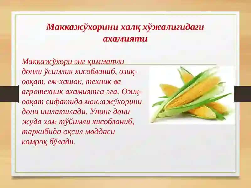 Маккажўхорини етириш технологияси 2
