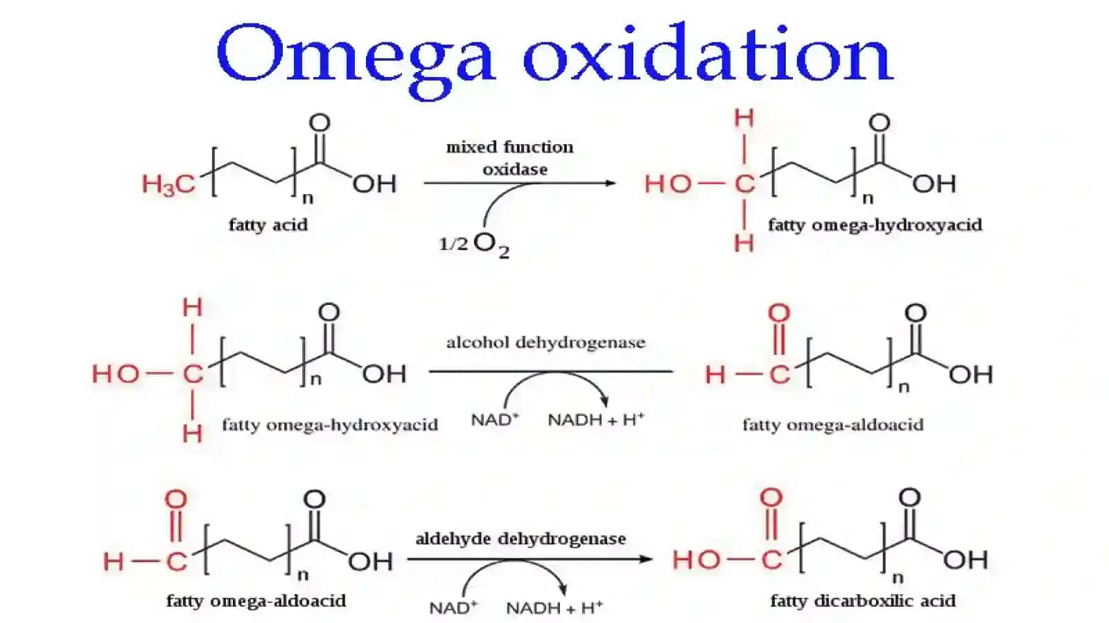 Yogʻ kislotalarining oksidlanishi 2