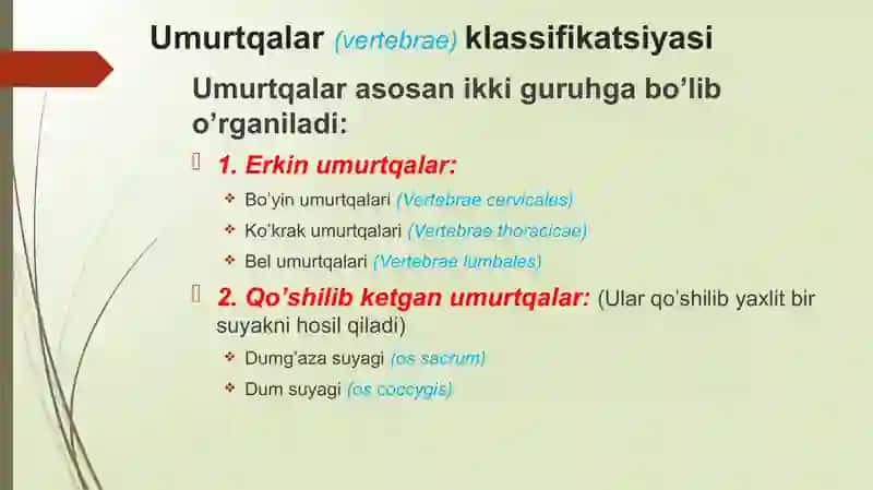UMURTQALAR ANATOMIYASI 2