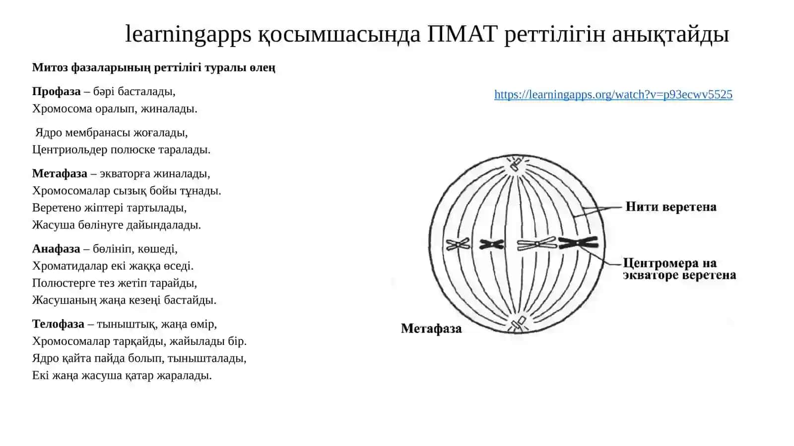 Митоз фазаларының реттілігі 2