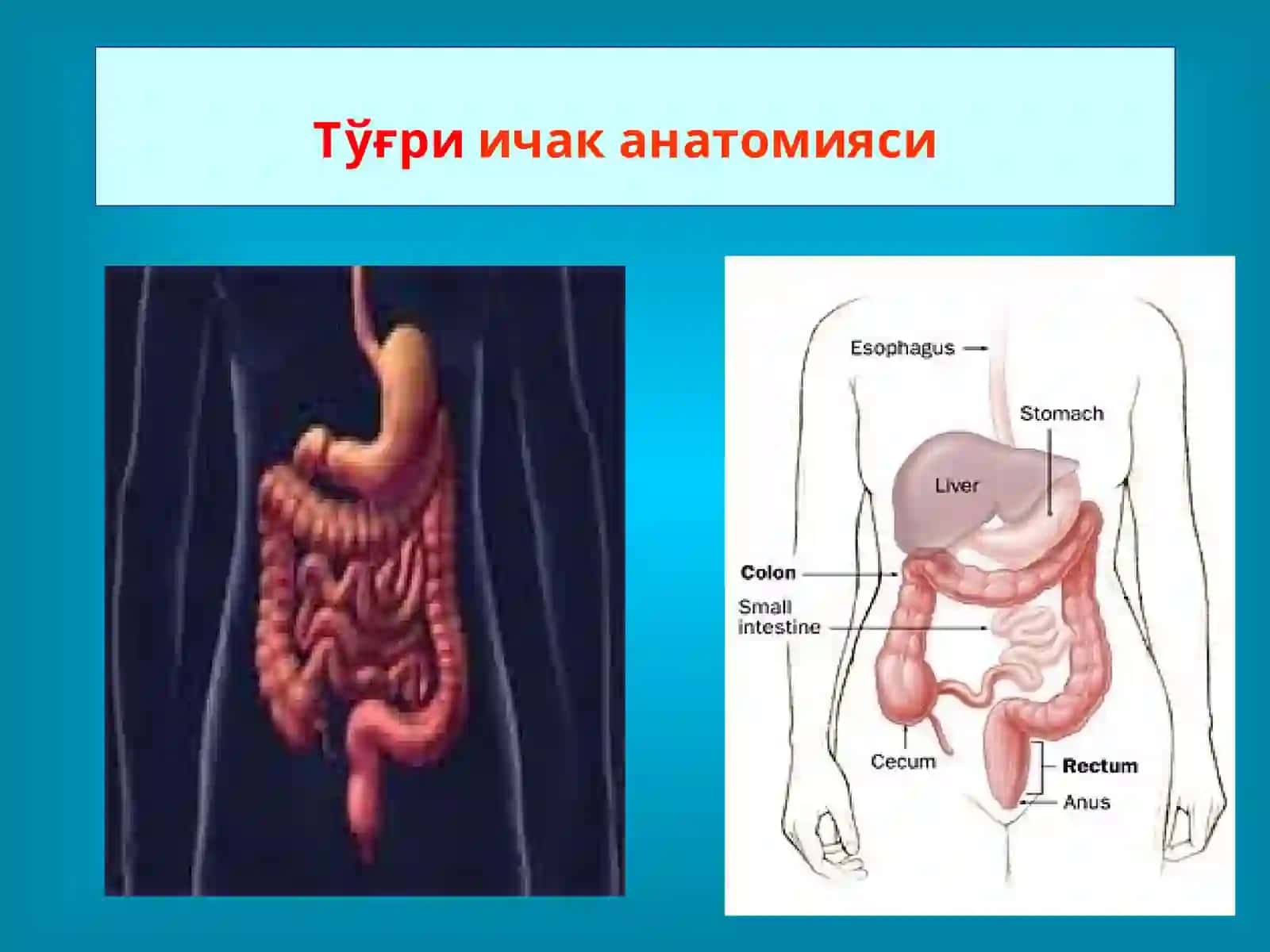 Тўғри Ичак Касалликлари 2