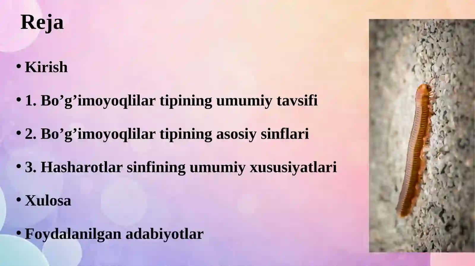 Bo’g’imoyoqlilar tipi. Hasharotlar sinfi vakillari. 2