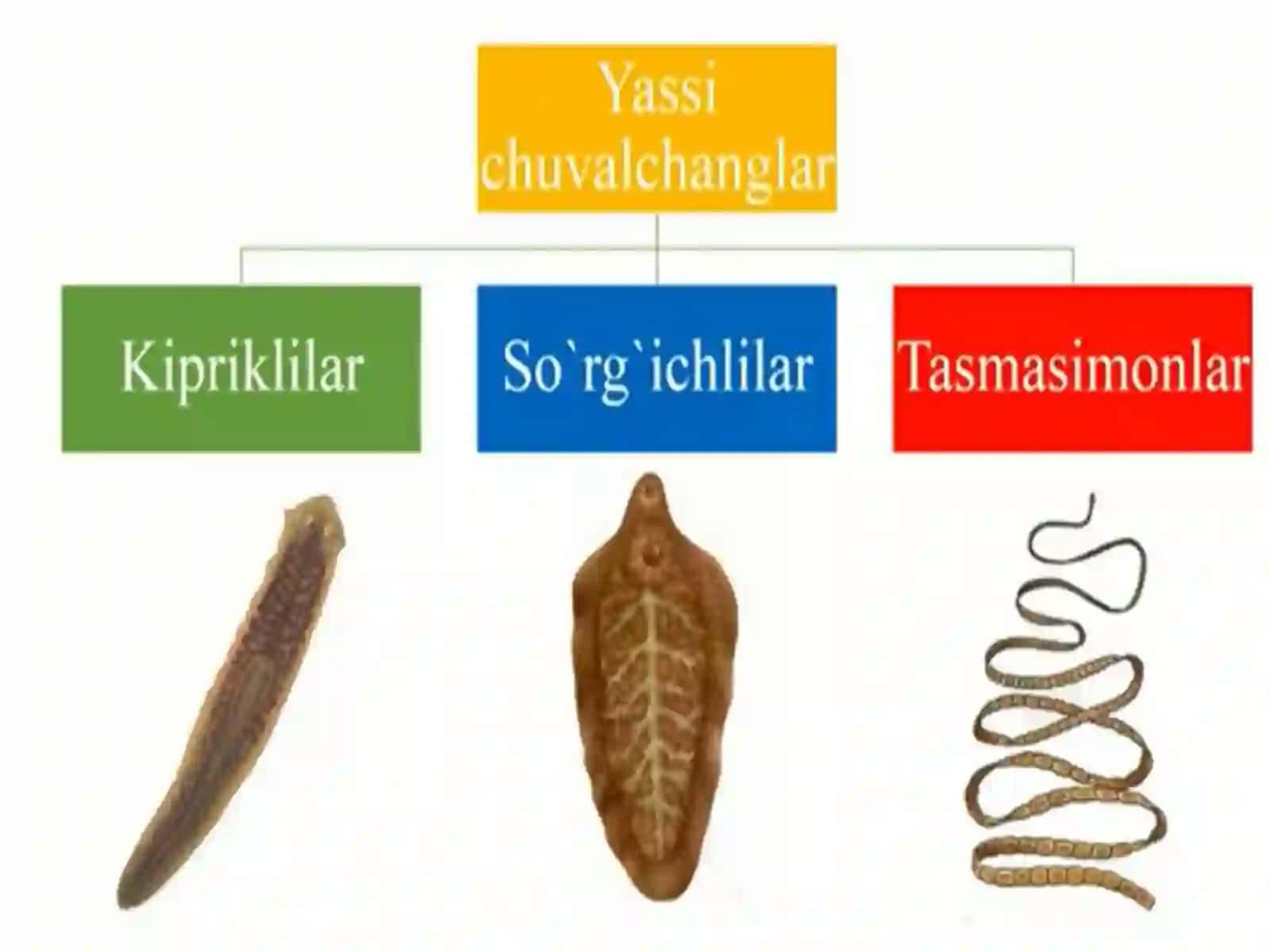 Yassi va to’garak chuvalchanglar tipi 2