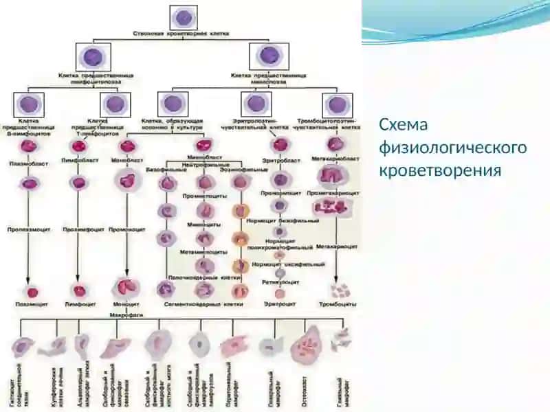 Апластическая анемия 2