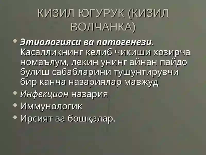 Кизил югурук (Кизил волчанка) 2