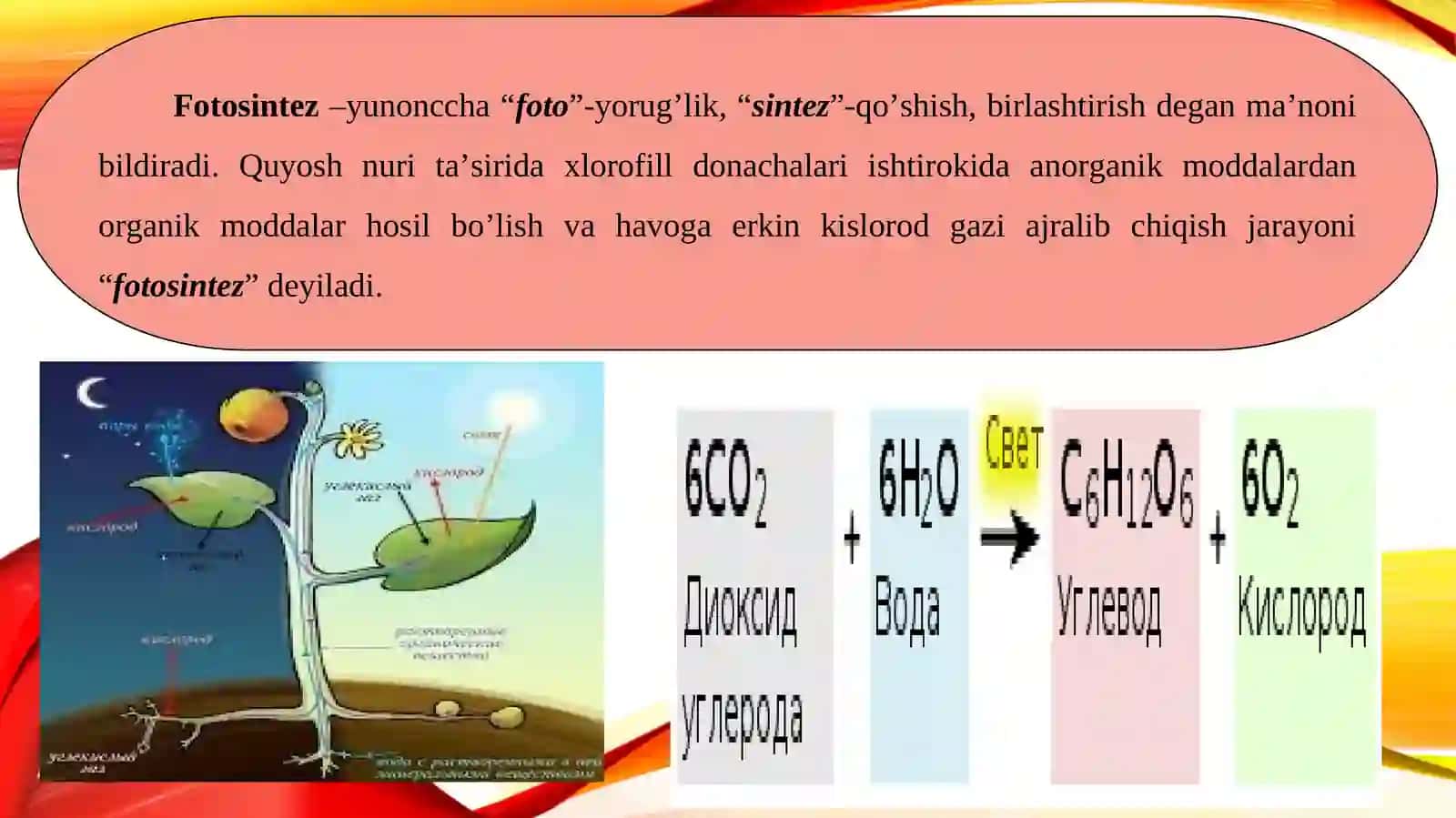 Fotosintezni tabiatda tutgan o’rni 2