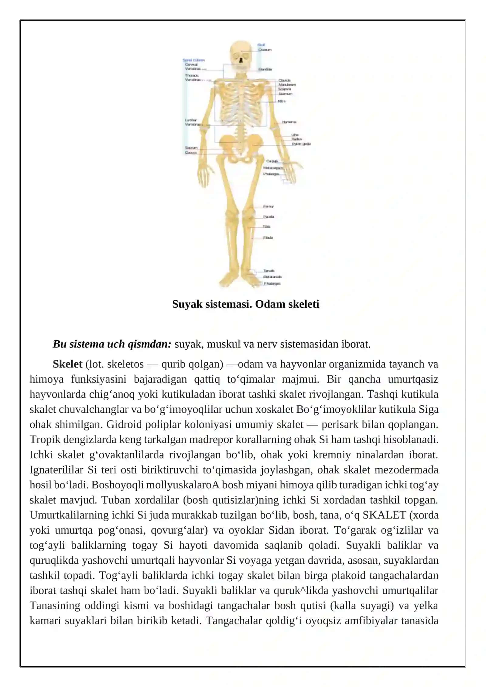 Skelet (tayanch-harakatlanish) sistemasining tuzilishi 2