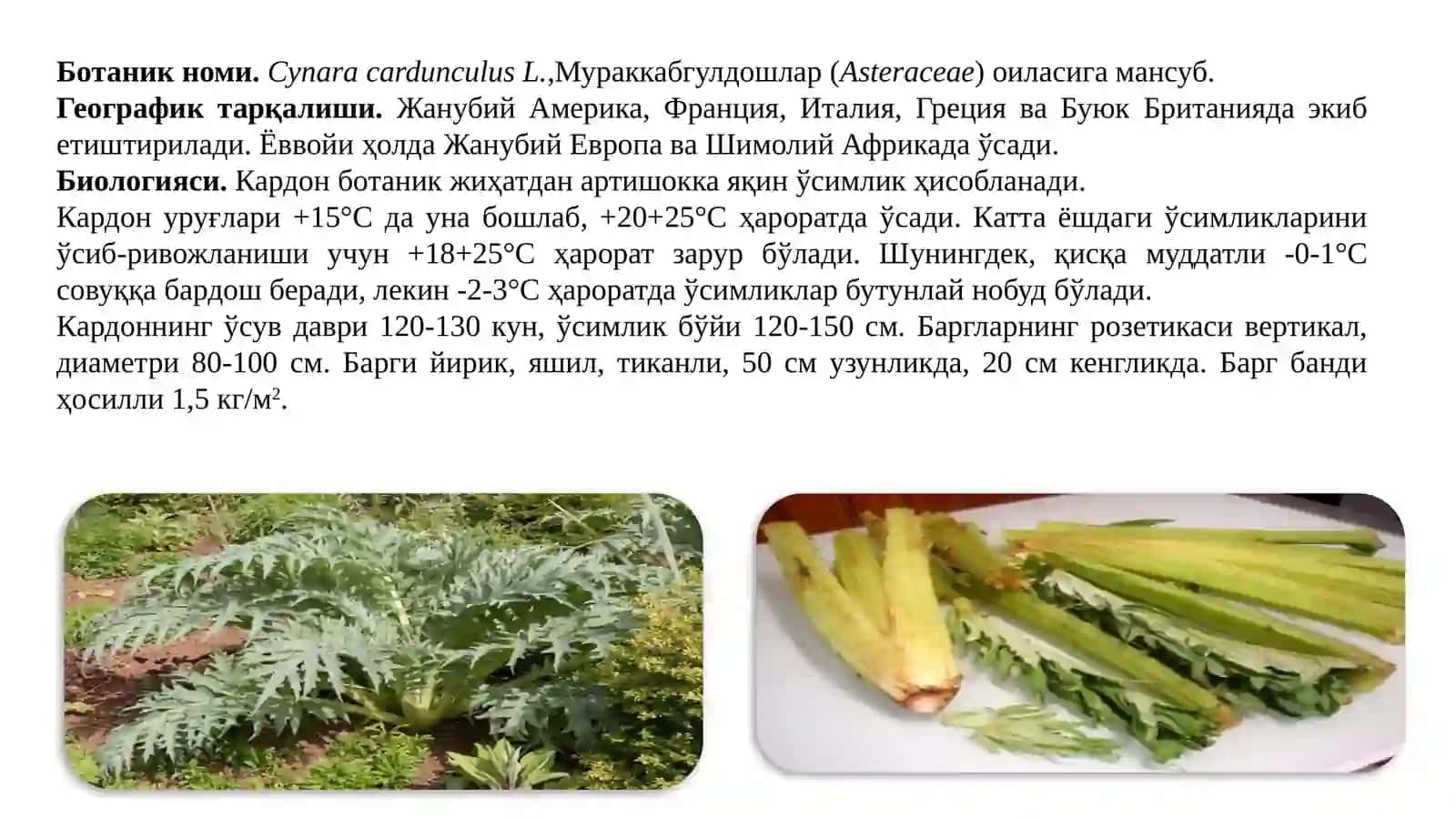 КАРДОН,КОЛЬРАБИ,КОТОВНИК 2