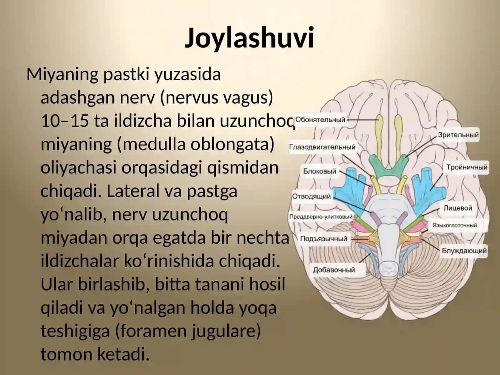 Anatomiya fanidan mustaqilish 2