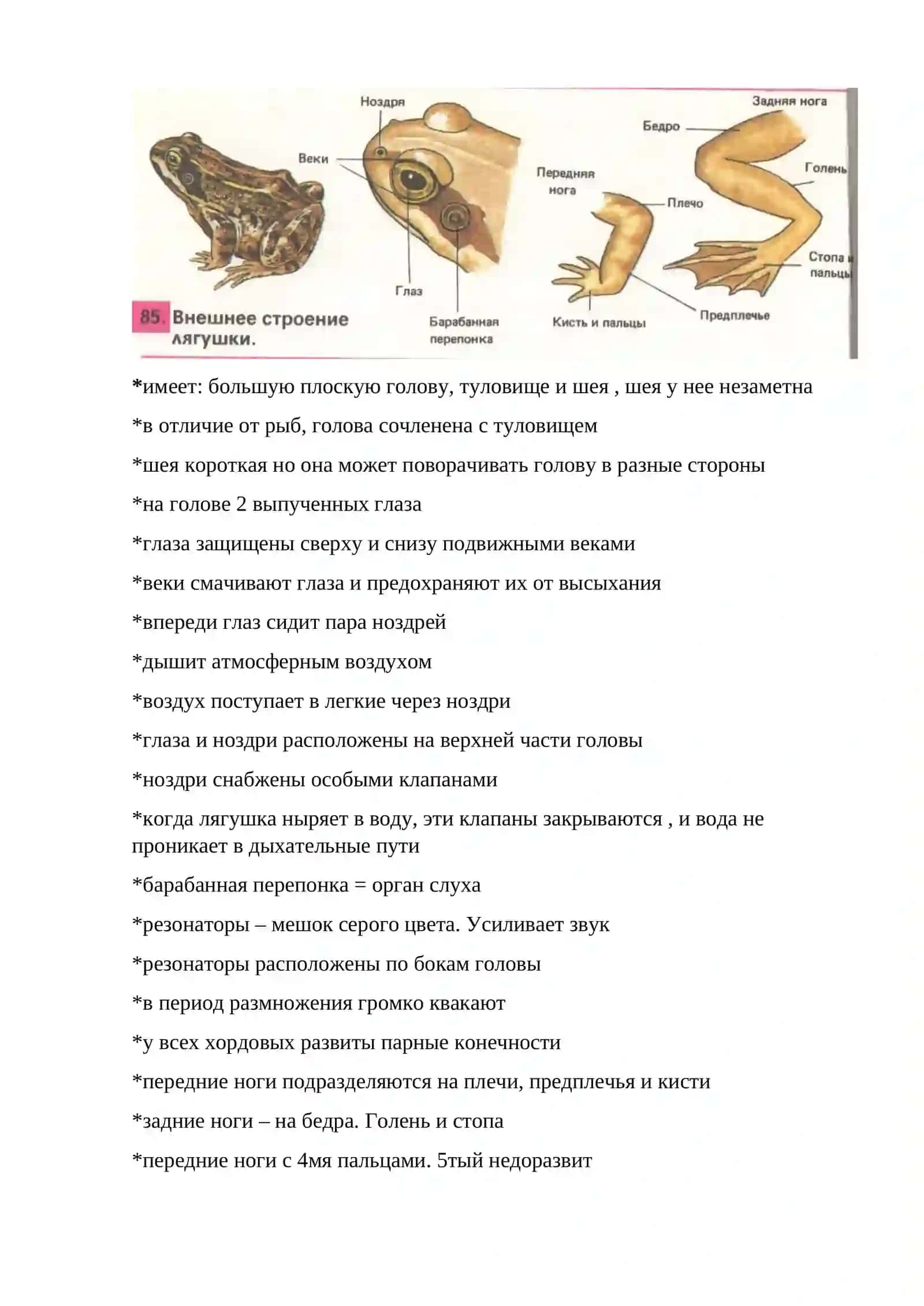 Земноводный 2