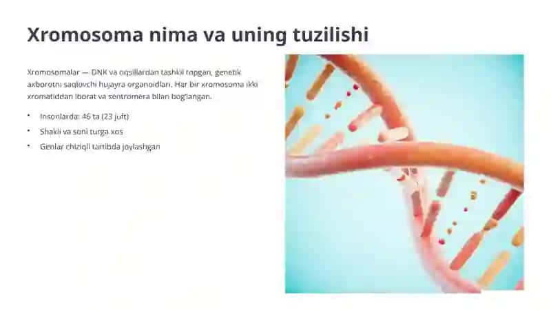 Xromosomalarning Qaytako‘rilishi 2