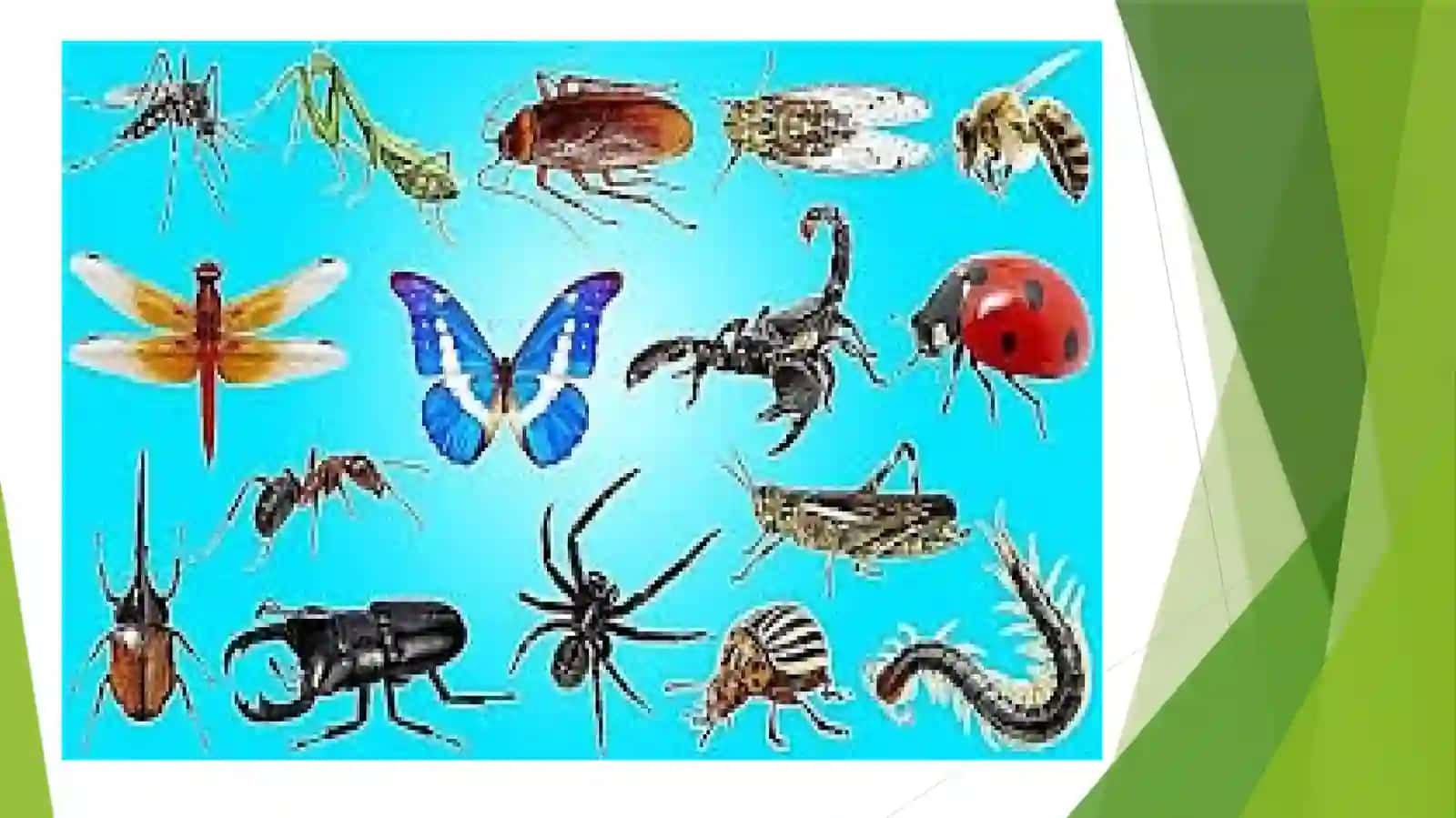 Hasharotlarning morfologiyasi va anatomiyasi 2