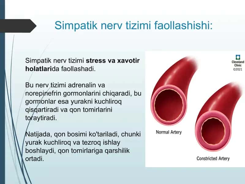 Arterial qon bosim ko'tarilish mexanizmi 2