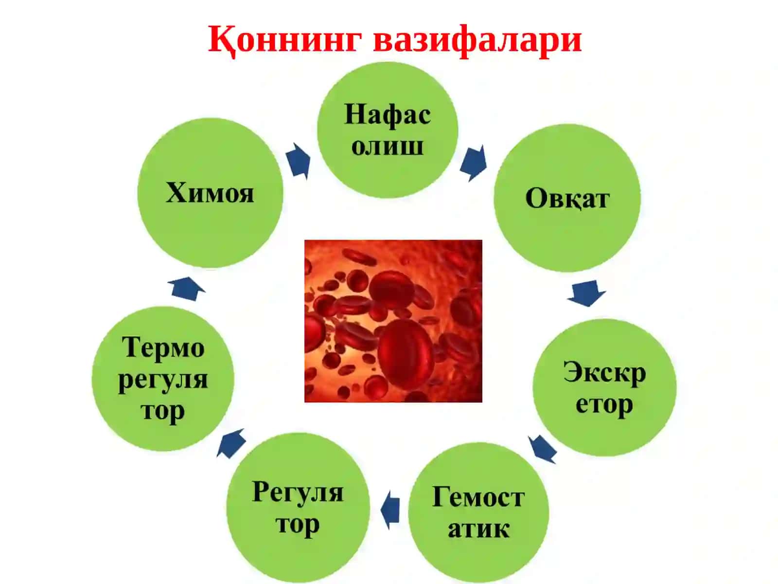 ҚОН ТЎҚИМАСИГА ТАЪСИР ЭТУВЧИ МОДДАЛАР 2